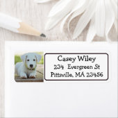 Etikett für personalisierte Haustiere oder Hunde (Insitu)