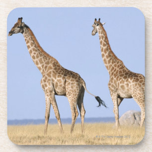 Etosha Nationalpark, Namibia 3 Untersetzer