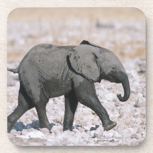 Etosha Nationalpark, Namibia Untersetzer (Vorderseite)