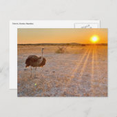 etosha ostrich postkarte (Vorne/Hinten)