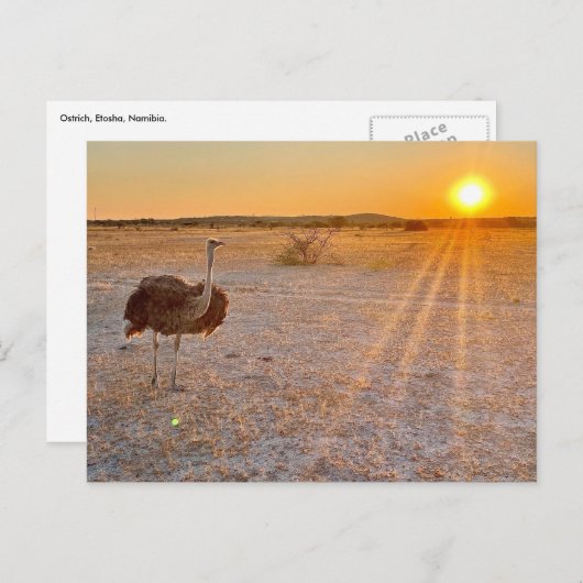 etosha ostrich postkarte (Vorne/Hinten)