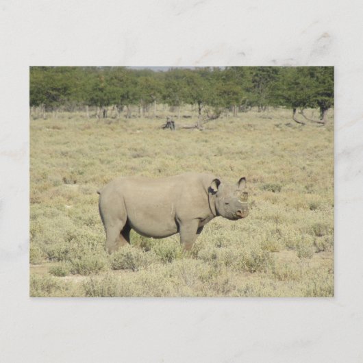 Etosha Rhinoceros Postkarte (Vorderseite)