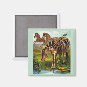 etwa 1900 Zebras-Druck Magnet (Vorderseite/Rückseite)