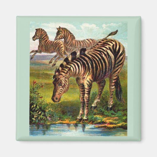 etwa 1900 Zebras-Druck Magnet (Vorne)