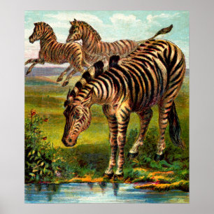 etwa 1900 Zebras-Druck Poster