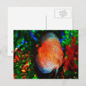 Etwas Fishy Postkarte (Vorne/Hinten)