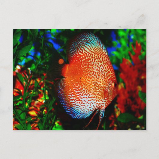 Etwas Fishy Postkarte (Vorderseite)