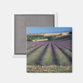 EU, Frankreich, Provence, Lavendel 2 Magnet (Vorderseite/Rückseite)