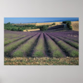 EU, Frankreich, Provence, Lavendel 2 Poster (Vorne)