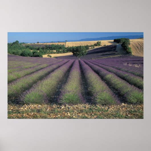 EU, Frankreich, Provence, Lavendel 2 Poster (Vorne)