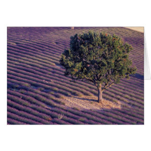 EU, Frankreich, Provence, Lavendelfelder
