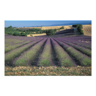 EU, Frankreich, Provence, Lavendelfelder Fotodruck