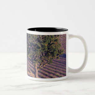EU, Frankreich, Provence, Lavendelfelder Zweifarbige Tasse