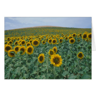 EU, Frankreich, Provence, Sonnenblumenfeld