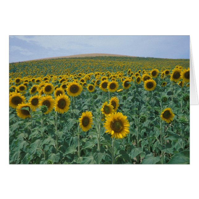 EU, Frankreich, Provence, Sonnenblumenfeld (Vorderseite (Horizontal))