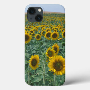 EU, Frankreich, Provence, Sonnenblumenfeld Case-Mate iPhone Hülle