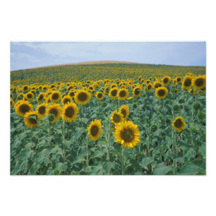 EU, Frankreich, Provence, Sonnenblumenfeld Fotodruck
