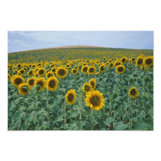 EU, Frankreich, Provence, Sonnenblumenfeld Fotodruck (Vorne)