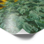 EU, Frankreich, Provence, Sonnenblumenfeld Fotodruck (Ecke)