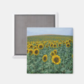 EU, Frankreich, Provence, Sonnenblumenfeld Magnet (Vorderseite/Rückseite)