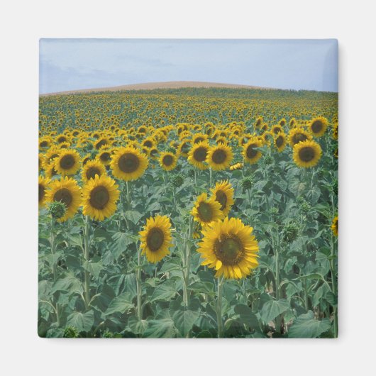 EU, Frankreich, Provence, Sonnenblumenfeld Magnet (Vorne)