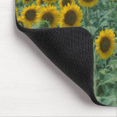 EU, Frankreich, Provence, Sonnenblumenfeld Mousepad (Ecke)