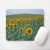 EU, Frankreich, Provence, Sonnenblumenfeld Mousepad (Mit Mouse)