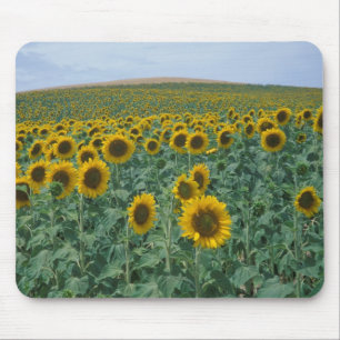 EU, Frankreich, Provence, Sonnenblumenfeld Mousepad