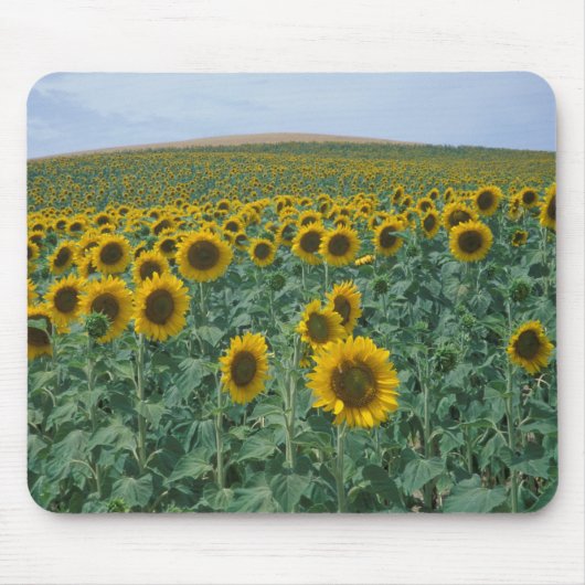 EU, Frankreich, Provence, Sonnenblumenfeld Mousepad (Vorne)