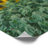 EU, Frankreich, Provence, Sonnenblumenfeld Poster (Ecke)