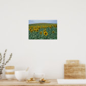 EU, Frankreich, Provence, Sonnenblumenfeld Poster (Küche)