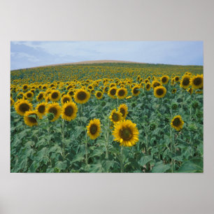 EU, Frankreich, Provence, Sonnenblumenfeld Poster