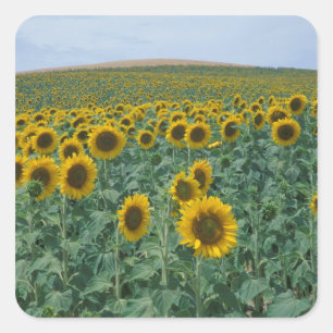 EU, Frankreich, Provence, Sonnenblumenfeld Quadratischer Aufkleber