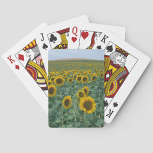 EU, Frankreich, Provence, Sonnenblumenfeld Spielkarten
