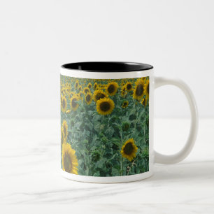 EU, Frankreich, Provence, Sonnenblumenfeld Zweifarbige Tasse