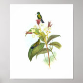 Eucephala caerulea (Blauchinniger Saphir) Poster (Vorne)