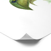 Eucephala caerulea (Blauchinniger Saphir) Poster (Ecke)