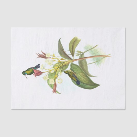 Eucephala caerulea (Blauchinniger Saphir) Seidenpapier (Vorderseite)