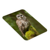 Euhreu auf einem moosartigen Stumpf Magnet (Rechte Seite)