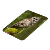 Euhreu auf einem moosartigen Stumpf Magnet (Linke Seite)