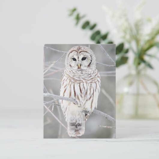 Euhu (Strix varia) Postkarte (Stehend Vorderseite)