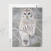 Euhu (Strix varia) Postkarte (Vorne/Hinten)