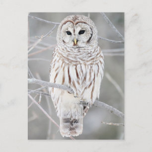 Euhu (Strix varia) Postkarte