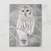 Euhu (Strix varia) Postkarte (Vorderseite)