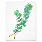 Eukalyptus 01 fotodruck (Vorne)