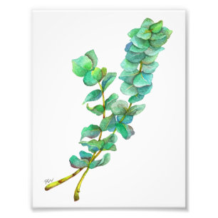 Eukalyptus 01 fotodruck