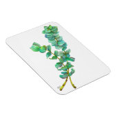 Eukalyptus 01 magnet (Rechte Seite)