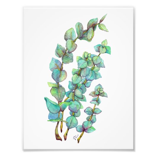 Eukalyptus 02 fotodruck (Vorne)