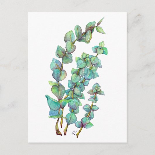 Eukalyptus 02 postkarte (Vorderseite)