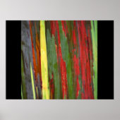 Eukalyptus-1 Poster (Vorne)